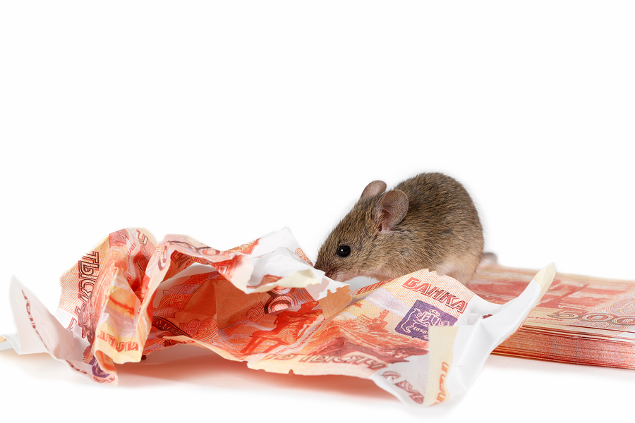 Rats swallowed $2.1 billion of his cocaine cash :: ASAP Cheques - Save up to 50%